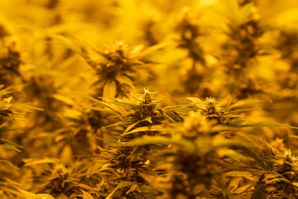 How to Use a Cannabis Heat Press for Efficient Rosin Extraction