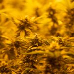 How to Use a Cannabis Heat Press for Efficient Rosin Extraction