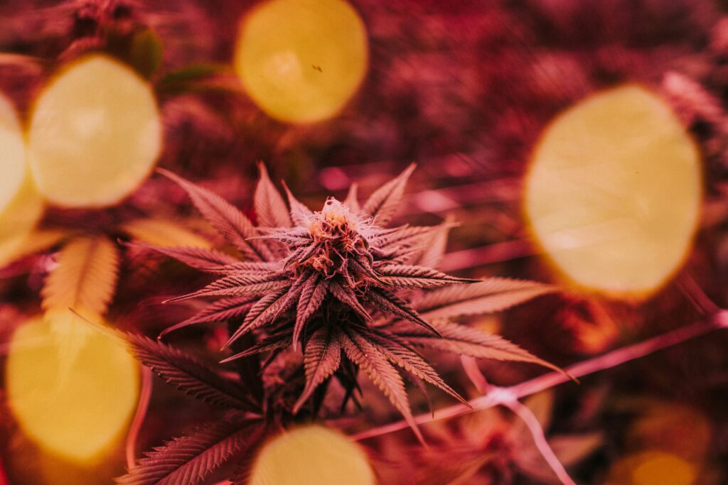 How to Identify and Treat Powdery Mildew Spores on Cannabis Plants