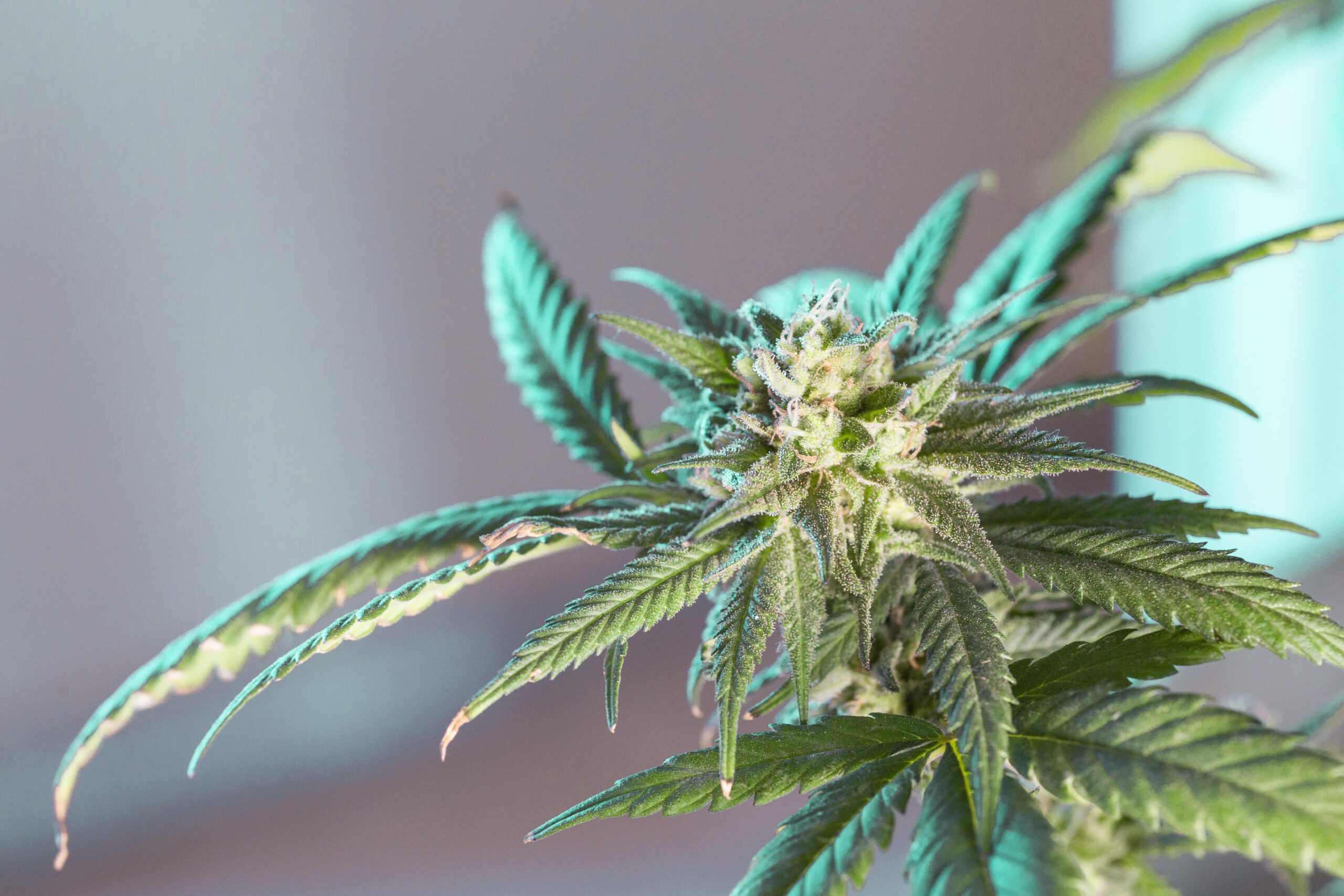 Your Guide to Weed Marijuana Strains, Their Effects, and Potential Medical Uses