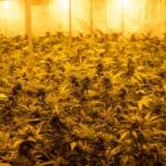 How Reflectors Improve Cannabis Grow Light Efficiency