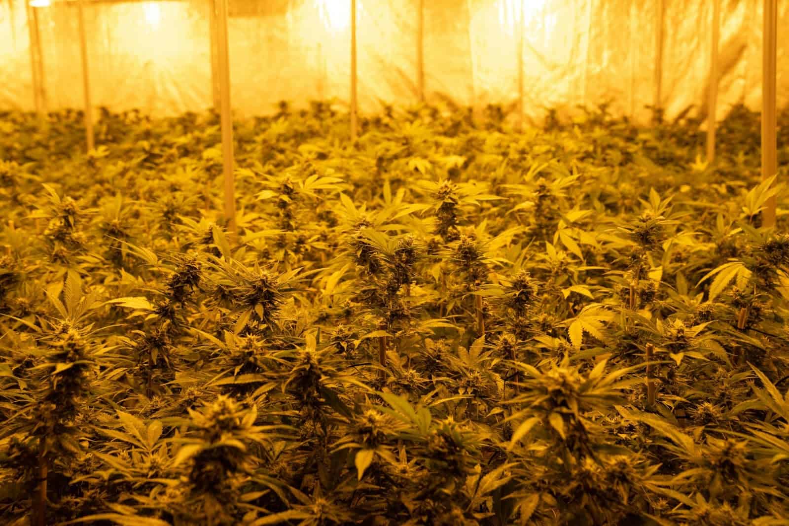 How Reflectors Improve Cannabis Grow Light Efficiency
