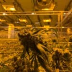 Ventilation System: Guide to Ventilation in Cannabis Cultivation