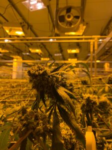Ventilation System: Guide to Ventilation in Cannabis Cultivation