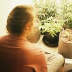 The Ultimate Guide to Homegrown Cannabis Cultivation for Beginners