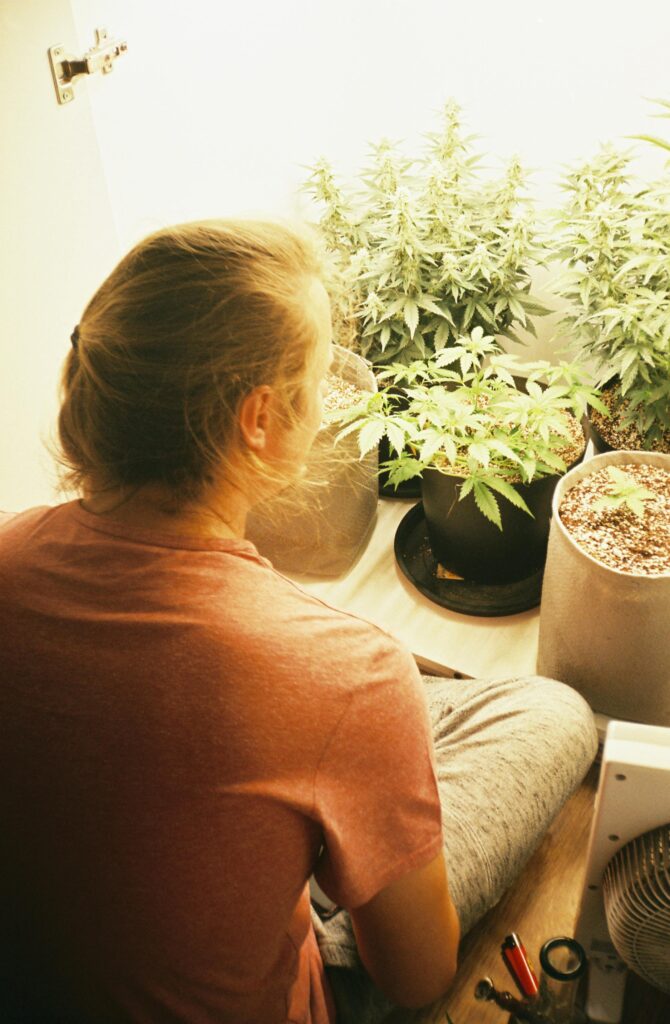 The Ultimate Guide to Homegrown Cannabis Cultivation for Beginners
