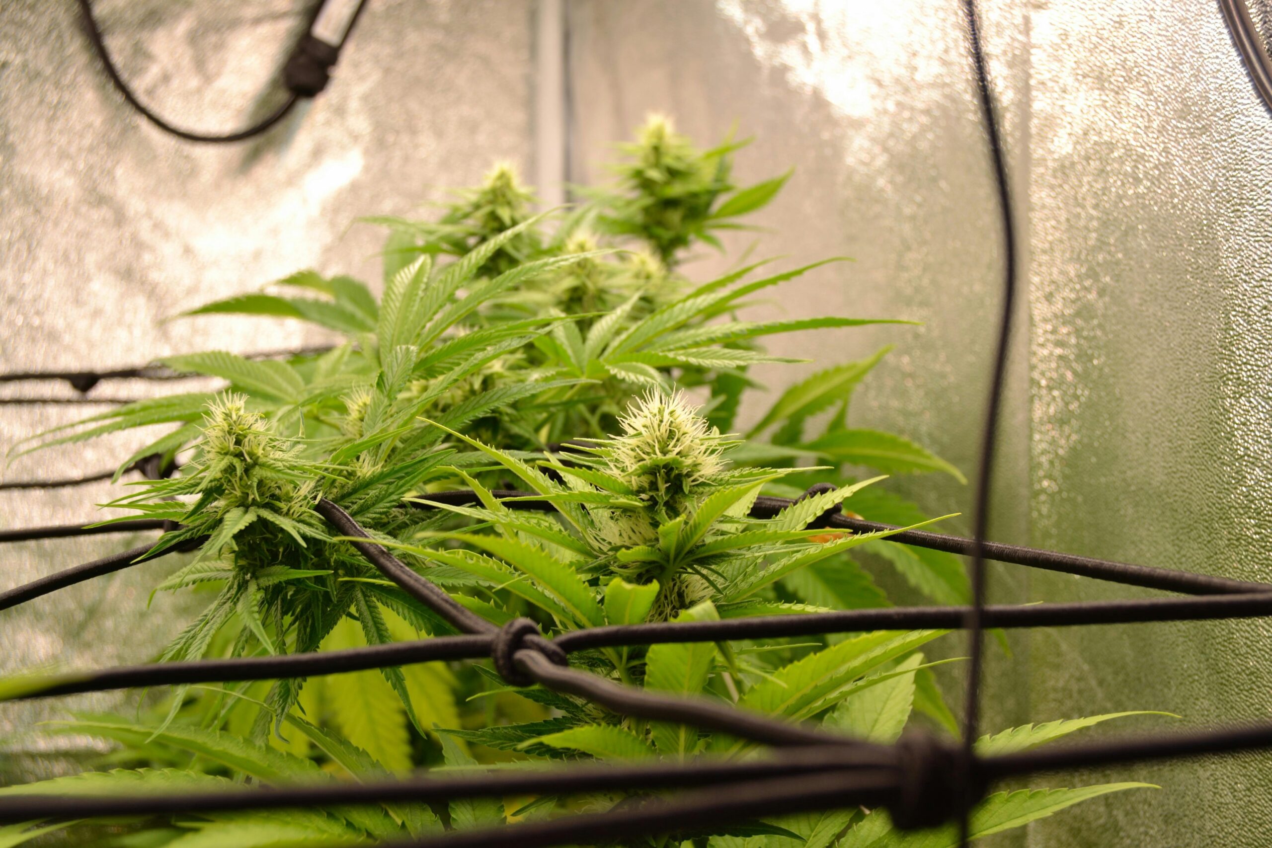 Week-by-Week Cannabis Flowering Stage Guide: Mastering Each Phase of Cannabis Growth