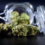 Cannabis Terpene Preservation: Unlocking Flavor and Potency