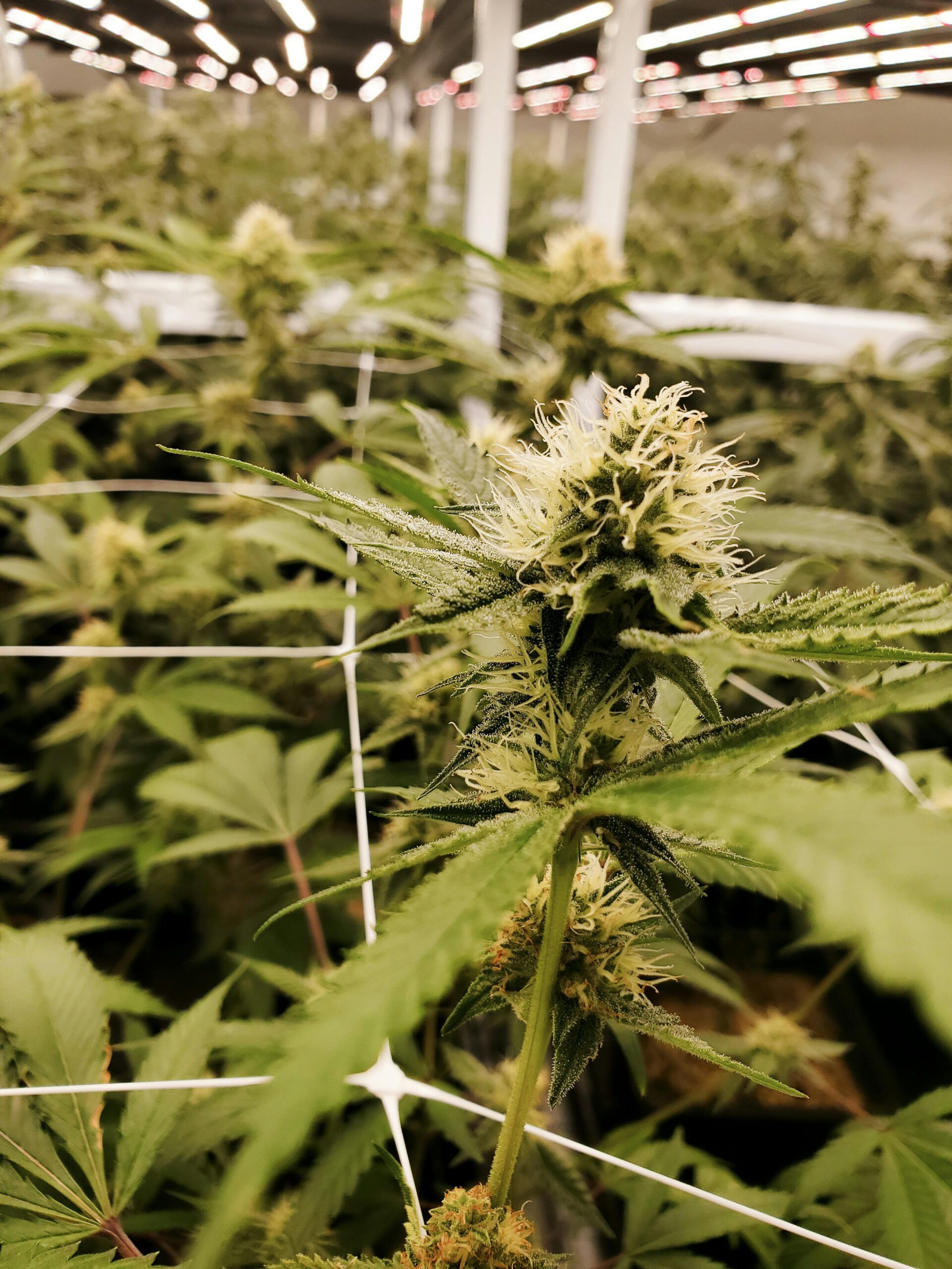 Grow Room: Guide to Setting Up a Grow Room in Cannabis Cultivation