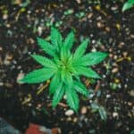 Best Soil for Cannabis: Types, Mixes, and Growing Tips