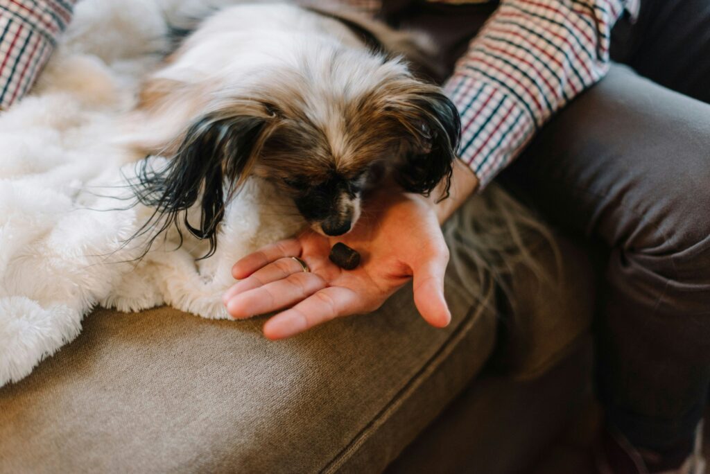 CBD and THC for Pets: A Comprehensive Guide to Safe Usage