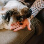CBD and THC for Pets: A Comprehensive Guide to Safe Usage
