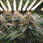 Store – gallery image 2