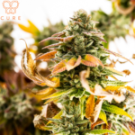 Store – gallery image 5