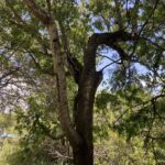 Store – gallery image 5