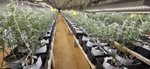 The Farm Weed Dispensary – Felton — Felton, DE