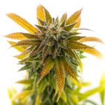 Store – gallery image 4