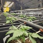 Store – gallery image 4