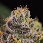 Store – gallery image 2