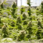 Store – gallery image 3