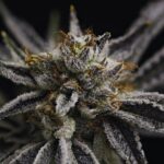 Store – gallery image 5