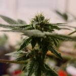 Store – gallery image 1