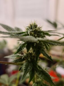 Noa Botanicals Kaneohe Dispensary — Kaneohe, HI