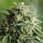 Store – gallery image 4