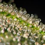 Store – gallery image 5