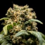 Store – gallery image 5