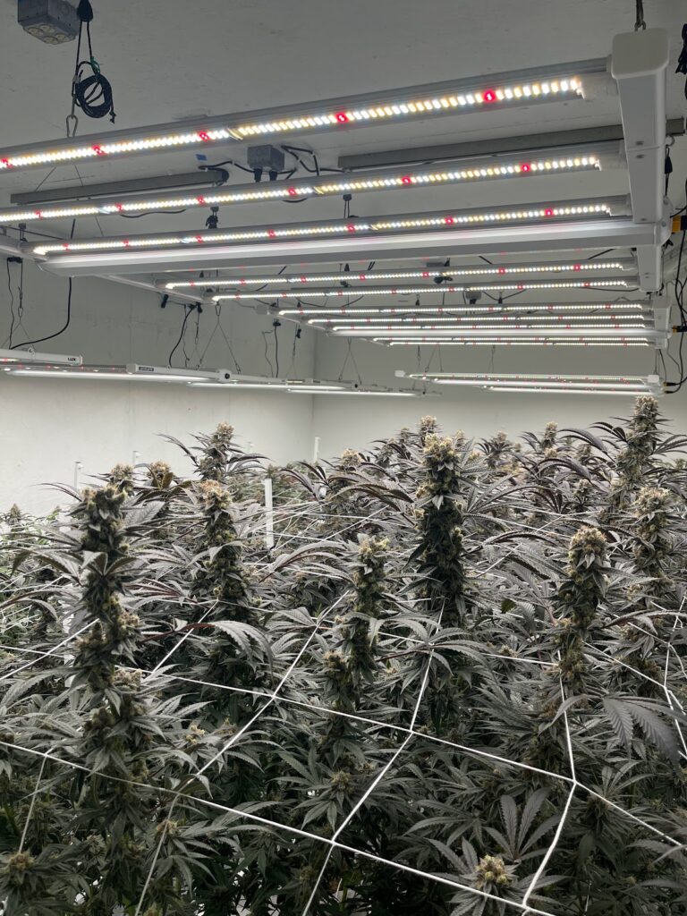 Store – main photo