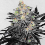 Store – gallery image 4