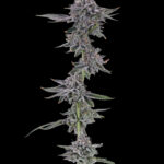 Store – gallery image 1