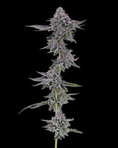 Undertow Cannabis Co. (Medical Cannabis) — Biddeford, ME