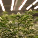 Store – gallery image 2