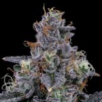 Store – gallery image 3