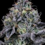 Store – gallery image 4