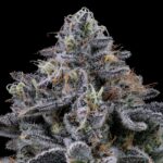 Store – gallery image 5