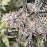 Store – gallery image 2