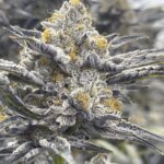 Store – gallery image 4