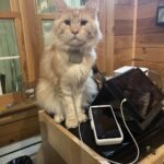 Store – gallery image 5