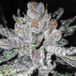 Store – gallery image 5