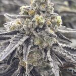 Store – gallery image 2