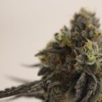 Store – gallery image 5