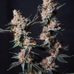 Store – gallery image 3