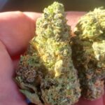 Store – gallery image 5