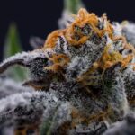 Store – gallery image 3