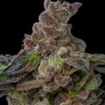 Store – gallery image 1