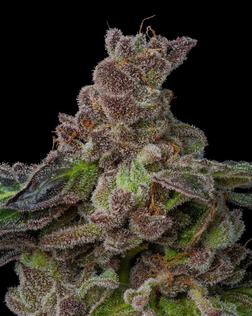 Store – main photo