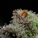 Store – gallery image 2